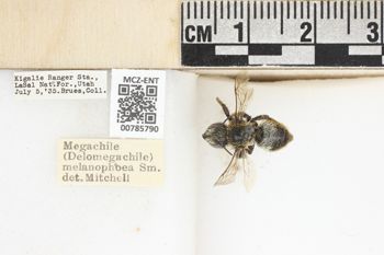 Media type: image;   Entomology 785790 Aspect: labels